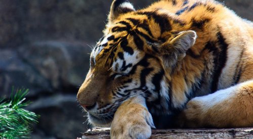 Люди начали заражать животных?: Тигрица Надя заболела коронавирусом в Нью-Йорке