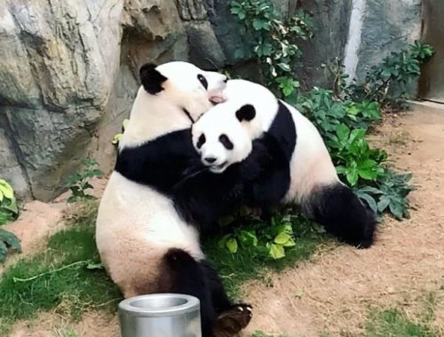 Коронавирус помог сделать в Гонконге настоящее «чудо» с пандами, а в Москве проснулись еноты