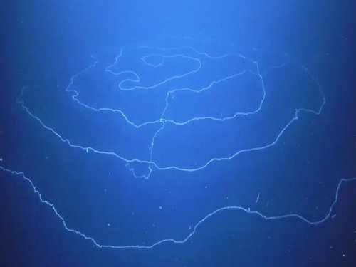 ﻿Гигантское морское существо, похожее на НЛО, снято на видео у побережья Западной Австралии