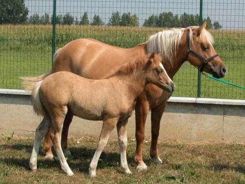 ﻿В Китае скоро появится первая клонированная лошадь