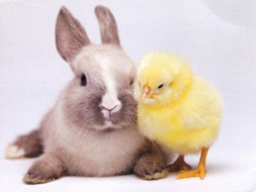 В древней Великобритании  зайцы и куры считались божественными созданиями, а не едой