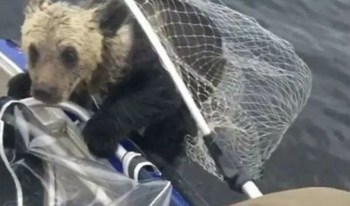 Медведица не смогла помочь тонущим медвежатам: Помогли лесник и рыбаки