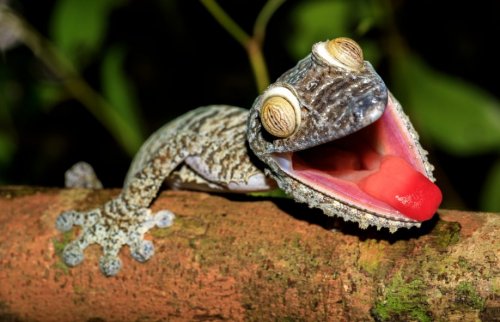 Учёные нашли новый вид гекконов: Его может уничтожить золотодобыча