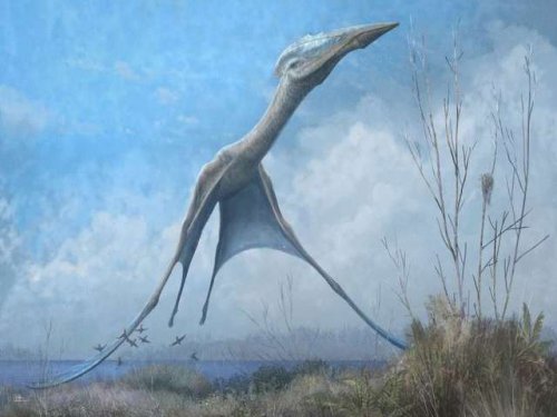Изучение птерозавров  поможет   спроектировать эффективный  летательный аппарат