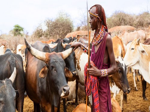 Пастухи из Восточной Африки потребляли молоко 5000 лет назад