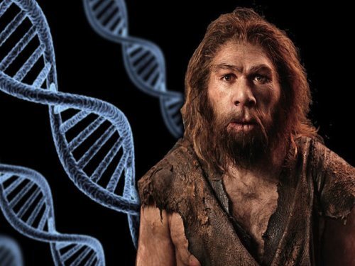 ДНК современного человека подтверждает связь с неандертальцами
