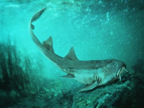 Гигантскую акулу-подростка эпохи динозавров идентифицировали по останкам позвонков