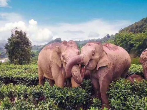 Генетическое исследование  вспоминает  миф о пьяных слонах