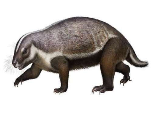 ﻿Исследователи обнаружили  на Мадагаскаре  «сумасшедшего зверя»  возрастом 66 млн лет