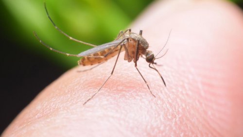 Найден эффективный способ борьбы с комарами