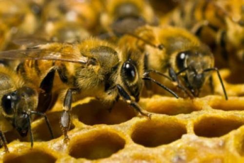 «Как люди!»: Пчёлы пользуются «социальным дистанцированием» при инфекциях