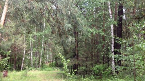 Россияне продолжают уходить от коронавируса в лес целыми семьями