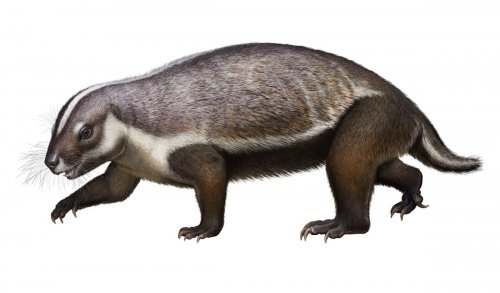«Безумный зверь» с уникальными зубами нашёлся на Мадагаскаре – Палеонтологи