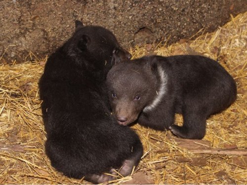 «Таганрог, не стыдно?»: Русский медведь погибает от голода в вашем зоопарке - Мнение