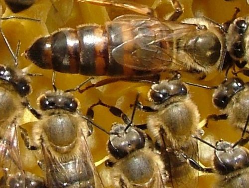 «Пчёлы начали массово исчезать»: Учёные пояснили причины