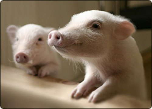 Небольшой «компот»: США ограничивают продажи свинины, Курганская область раздаёт поросят - Мнение