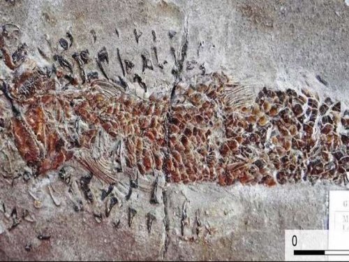 Окаменелость возрастом 200 млн лет доказывает  агрессивность древних  кальмаров