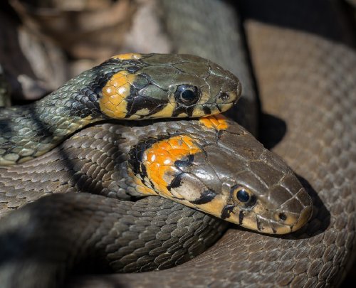 Эколог из Канады выявил способность змей к дружбе