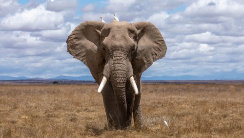 В Германии обнаружили 300-тысячелетний скелет лесного слона