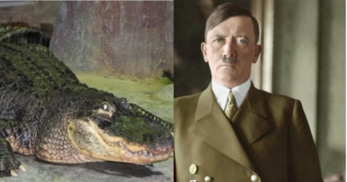 Аллигатор Сатурн из «коллекции Гитлера» умер в Москве