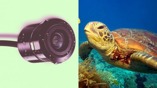 «Москвариум» показал, как живет под водой морская черепаха