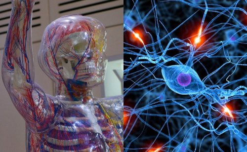 Учёные из Нижнего Новгорода разрабатывают чип для нейропротезирования мозга