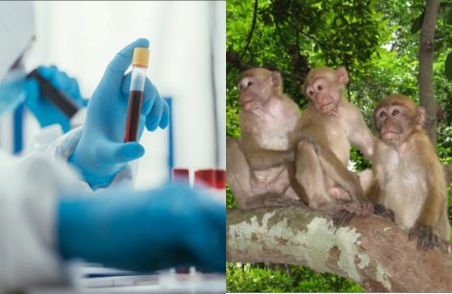 Врачи Индии опасаются заражения обезьян COVID-19 от украденных ими образцов крови