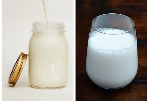 Учёные из Индии обнаружили питательную ценность тараканьего молока