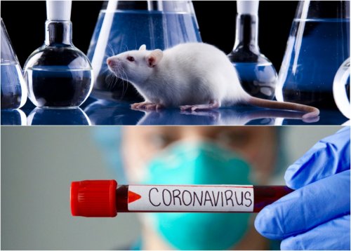 Ученые пересадят мышам человеческие легкие, чтобы справиться с коронавирусом