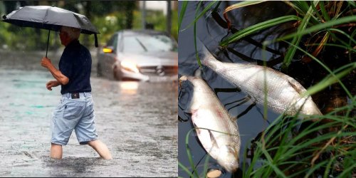 В Тульской области жители Узловой жалуются на затопленные дома и находят рыбу в траве