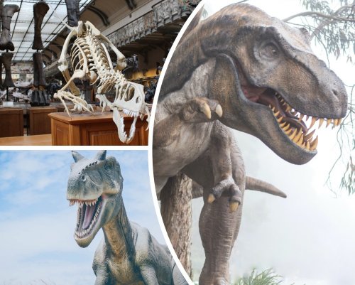 В Китае найдены следы динозавров в виде «куриных лап»