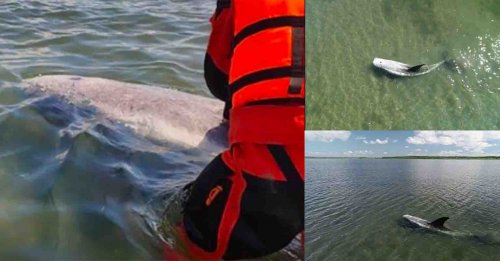 Приморские дайверы спасли краснокнижного серого дельфина