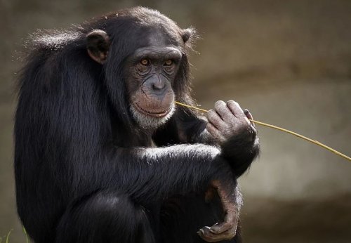У шимпанзе в сердце вырастает кость, которая укрепляет важный орган