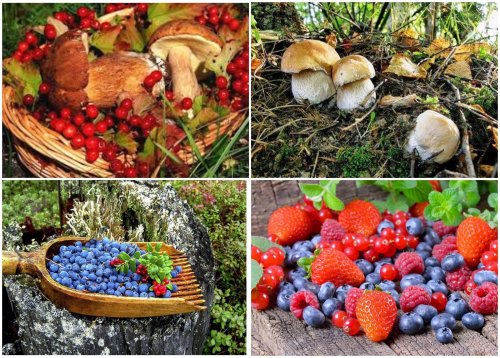 В Подмосковье проверяют безопасность ягод и грибов на рынках
