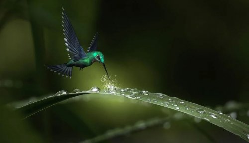Колибри способны видеть недоступные глазу человека цвета
