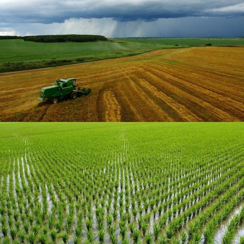 В Приморье появится ферма по выращиванию сои и риса за 400 млн рублей