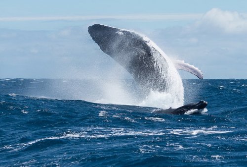 Редкий белый кит вернулся к брегам Австралии