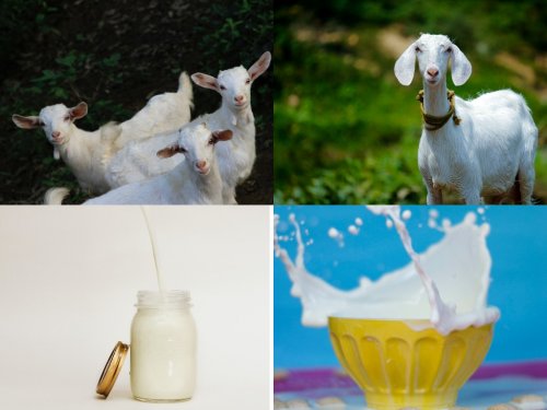 Молоко трансгенных коз могут использовать для лечения рака