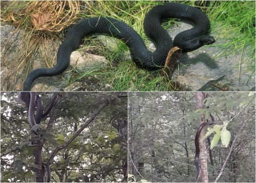 В лесах Туапсе замечены змеи свыше двух метров длиной