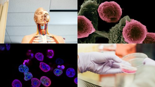 Учёные: Рак горла взаимосвязан с папилломавирусом человека