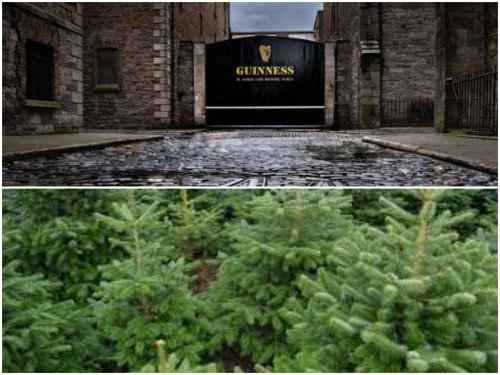 Пандемия вынудила Guinness пустить сотни тысяч литров пива на удобрение