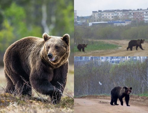 На Сахалине два диких медведя забрели в город и напугали людей