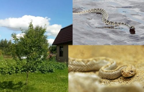 В Ленобласти змеи начали чаще нападать на взрослых и детей