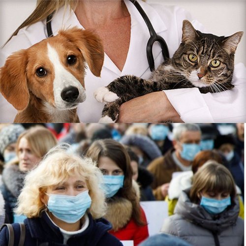 В Тюменской области собак и котов протестируют на коронавирус