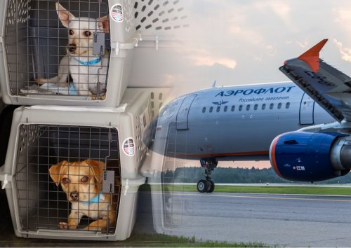 Сотрудник авиакомпании объяснил, что мешает провозить животных в самолете безопасно