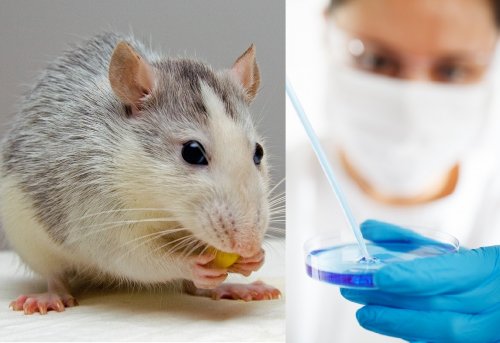 Материнский инстинкт крыс способен помочь в борьбе с наркоманией