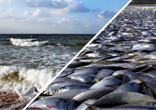 В Азовском море из-за жары вымирает рыба