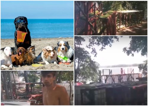 В Воронеже волонтеры строят плот для выгула 70 бездомных собак