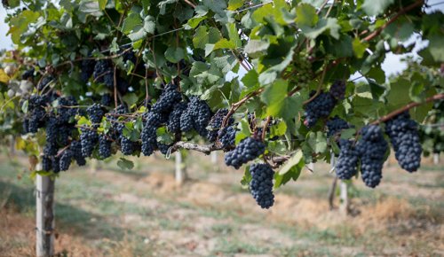 Экскурсия на винодельню в Севастополе позволит узнать, как сделать вино и его правильно хранить